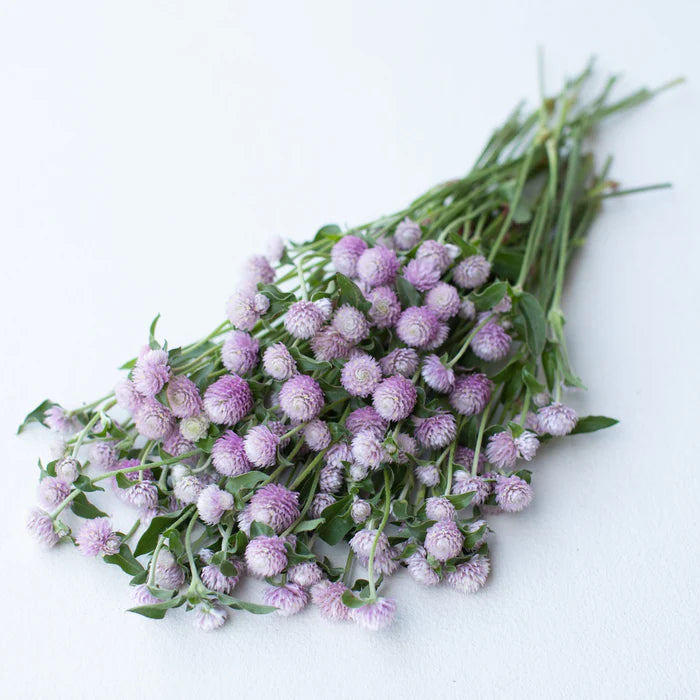 Gomphrena QIS™ Pink