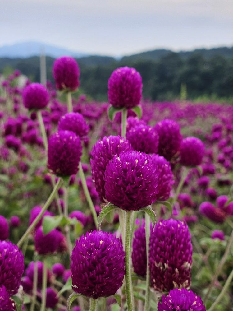 Gomphrena QIS™ Purple