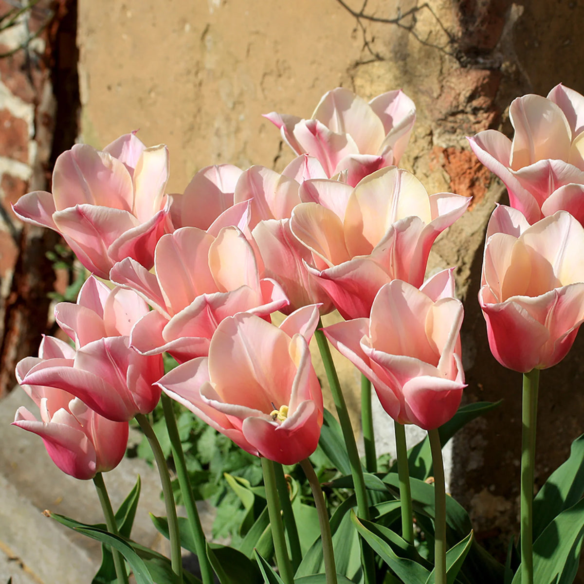 Tulipe - Sanne (Prévente)