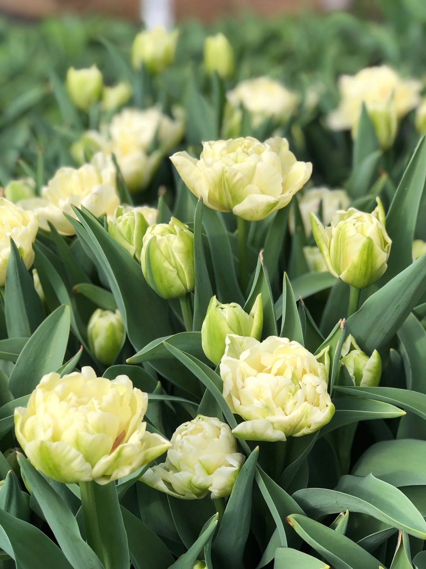 Tulipe - Avant Garde (Prévente)