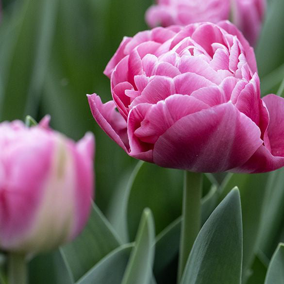 Tulipe - Voque (Prévente)