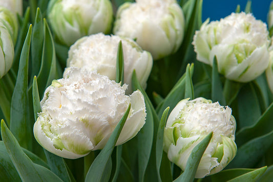 Tulipe - Snow Crystal (Prévente)