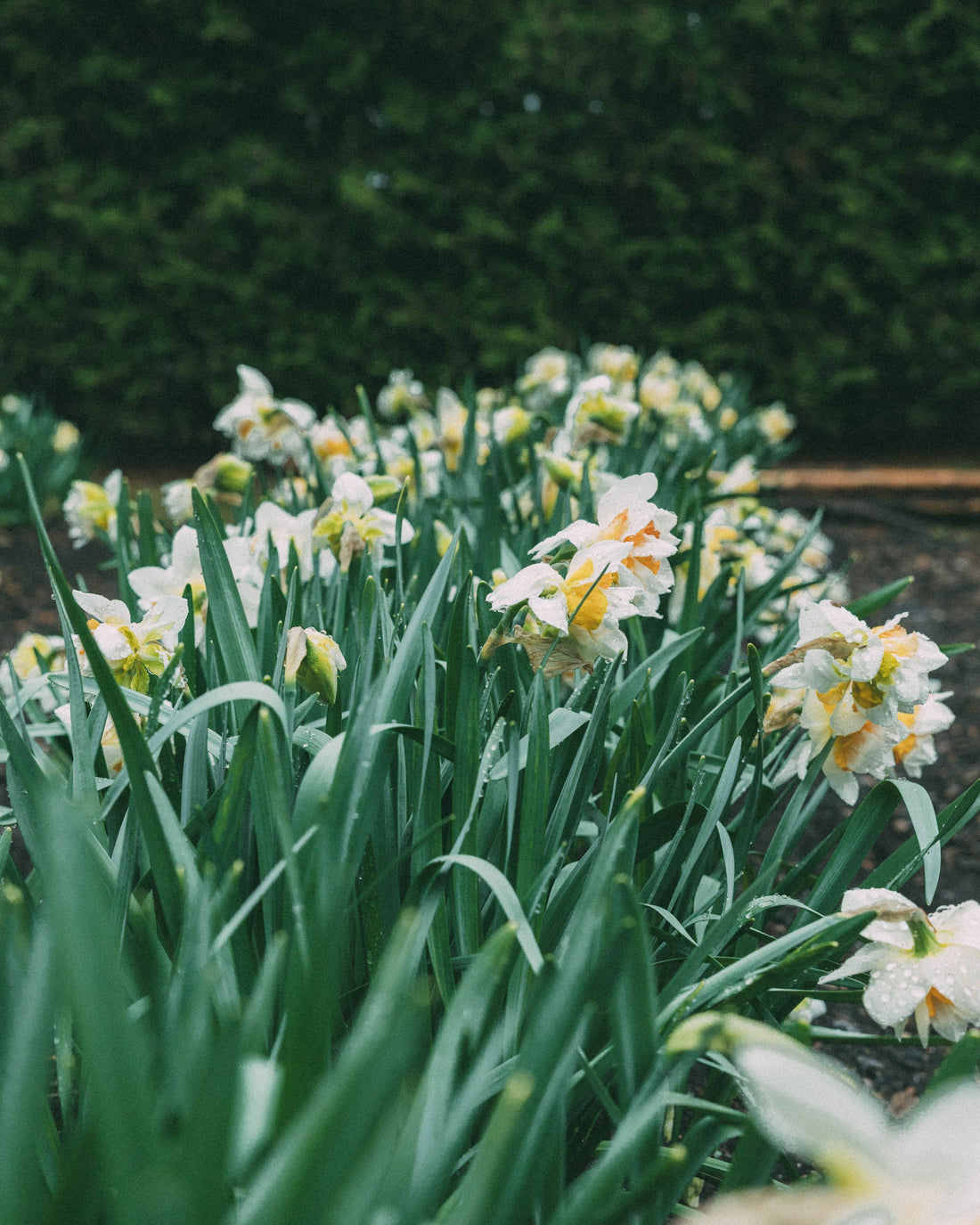 Créer un bouquet champêtre comme au jardin