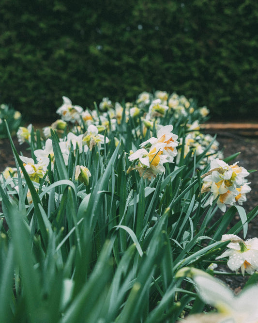 Créer un bouquet champêtre comme au jardin