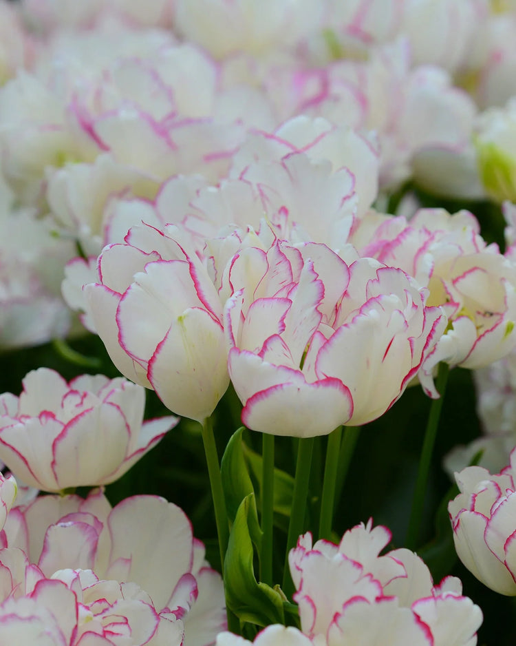 Bulbes à fleurs 2026