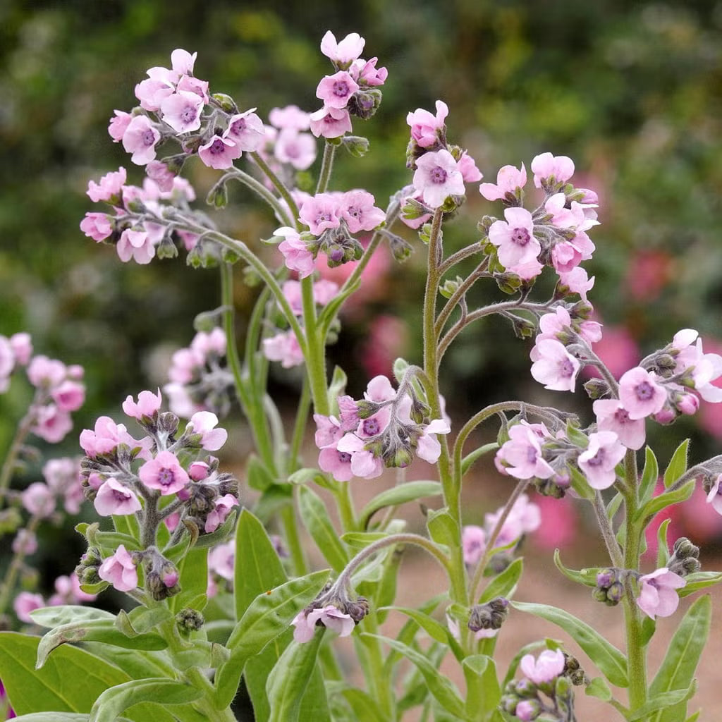 Myosotis Chinois Mystery Rose