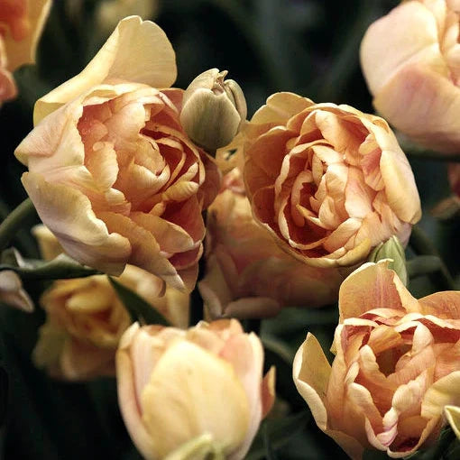 Tulipe - Charming Lady (Prévente)