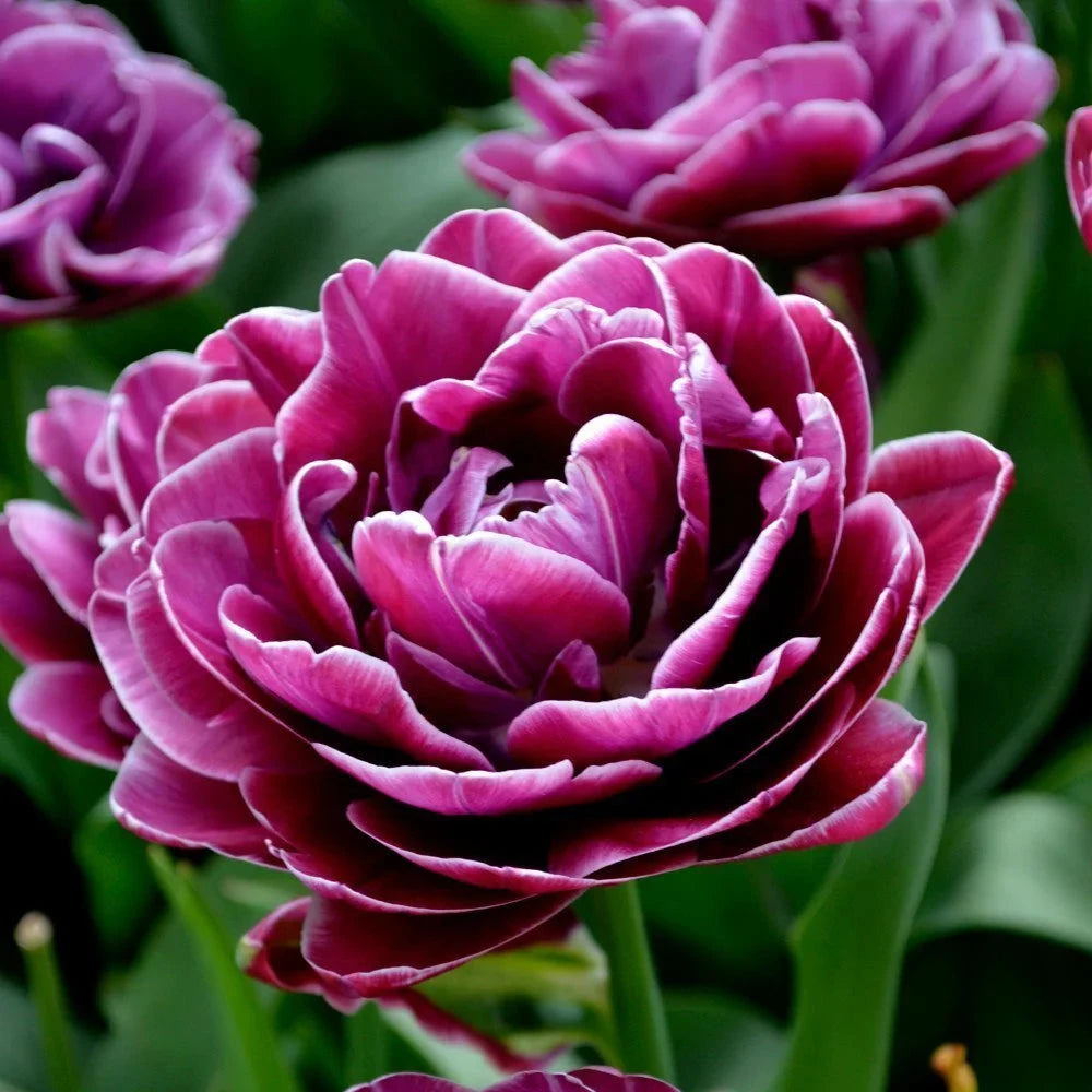 Tulipe - Dream Touch (Prévente)