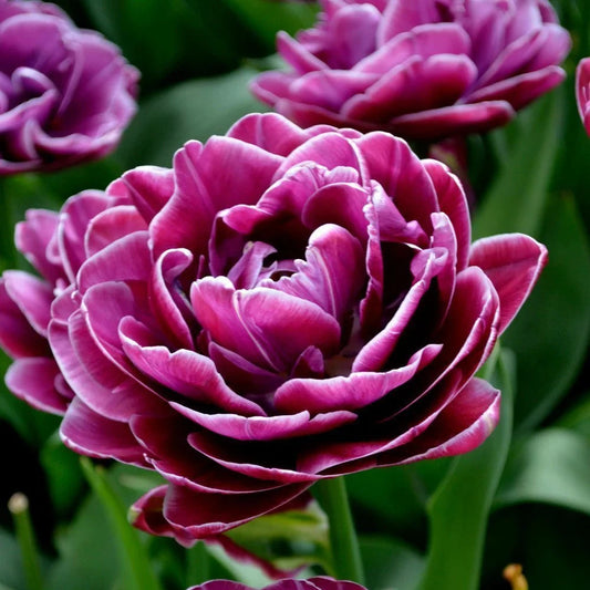 Tulipe - Dream Touch (Prévente)