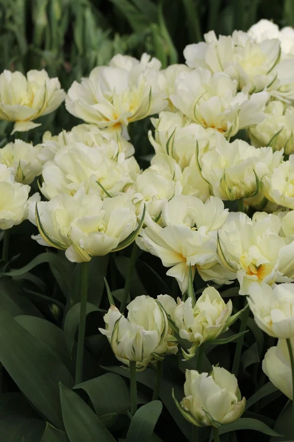 Tulipe - Exotic Emperor White Valley (Prévente)