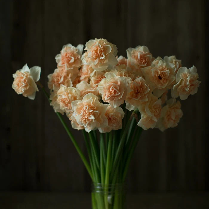 Narcisse - Flower Surprise (Prévente)
