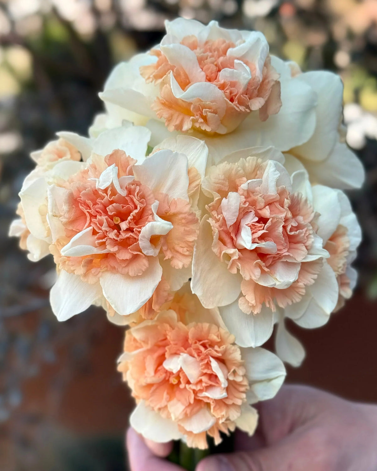 Narcisse - Flower Surprise (Prévente)
