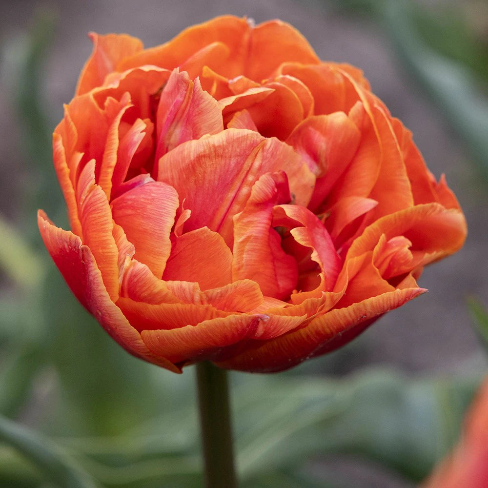 Tulipe - Formula One (Prévente)