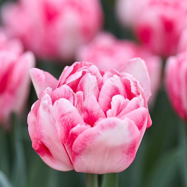 Tulipe - Foxtrot  (Prévente)