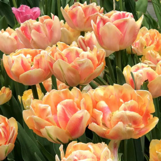 Tulipe - Foxy Foxtrot (Prévente)