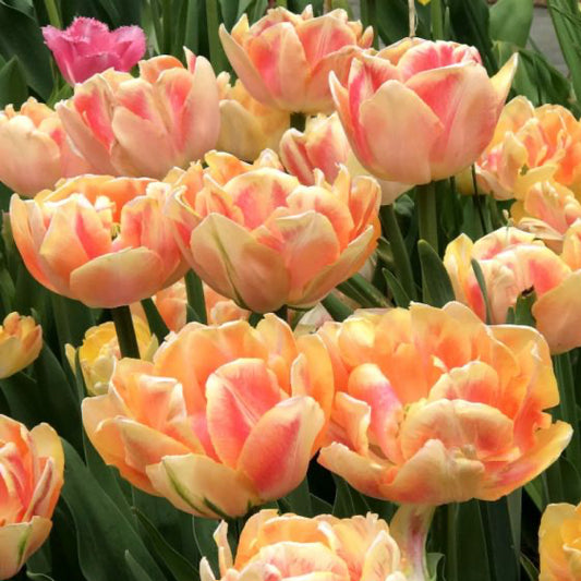 Tulipe - Foxy Foxtrot (Prévente)