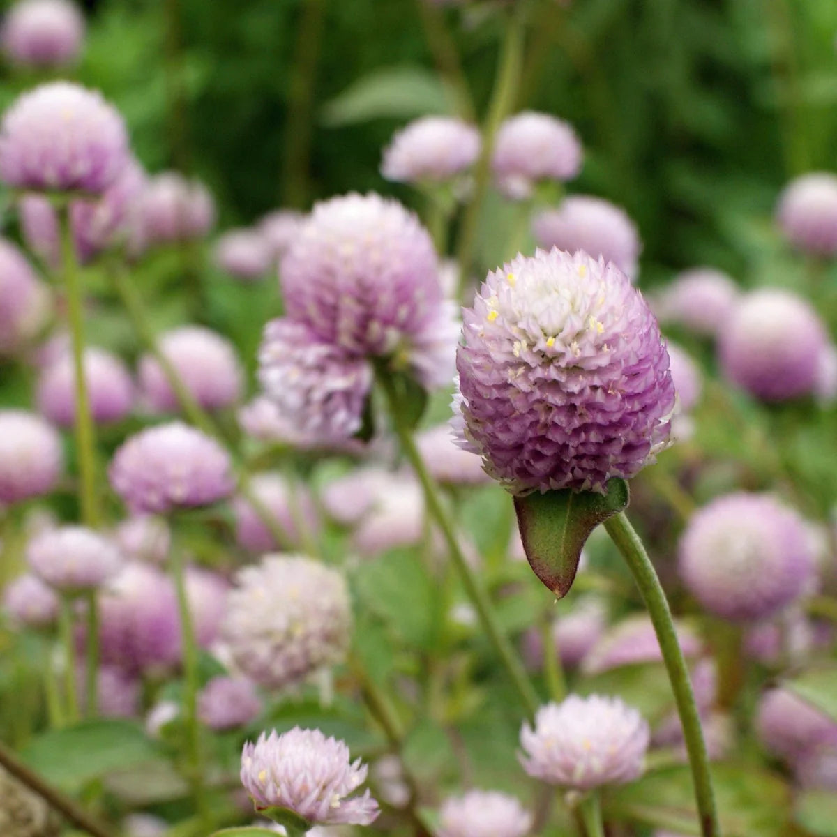Gomphrena QIS™ Pink