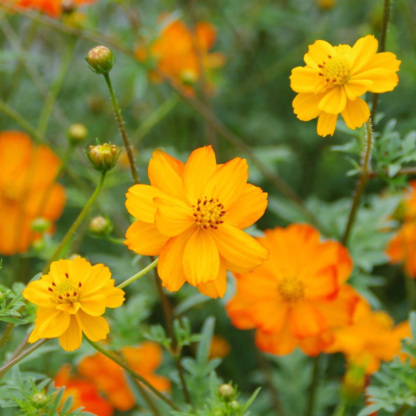 Cosmos Sulfureux