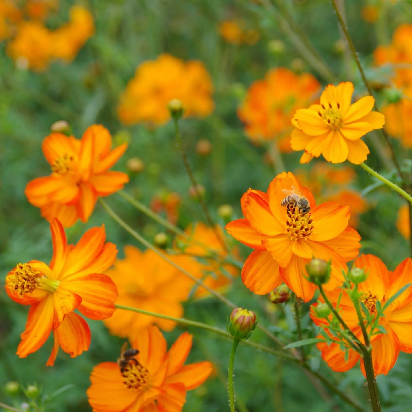 Cosmos Sulfureux