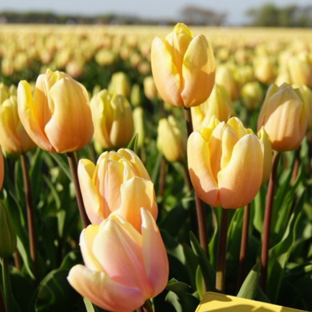 Tulipe - Mango Charm (Prévente)