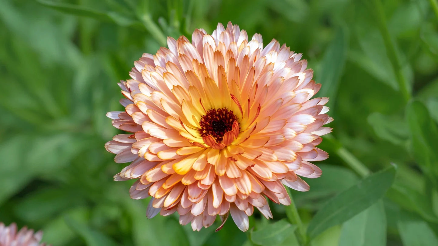 Calendule Cantaloup