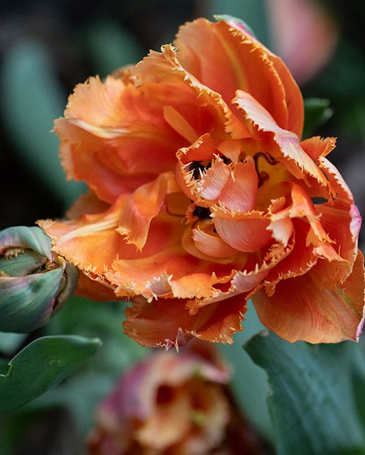 Tulipe - Royal Centennial (Prévente)