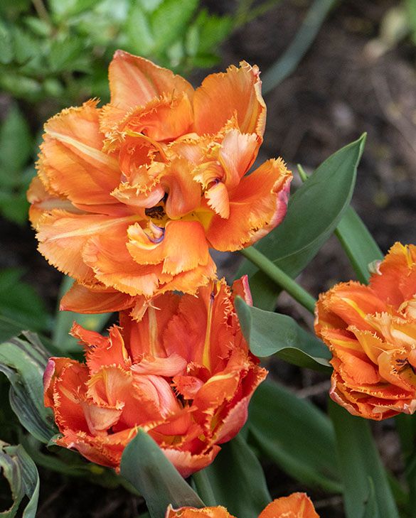 Tulipe - Royal Centennial (Prévente)