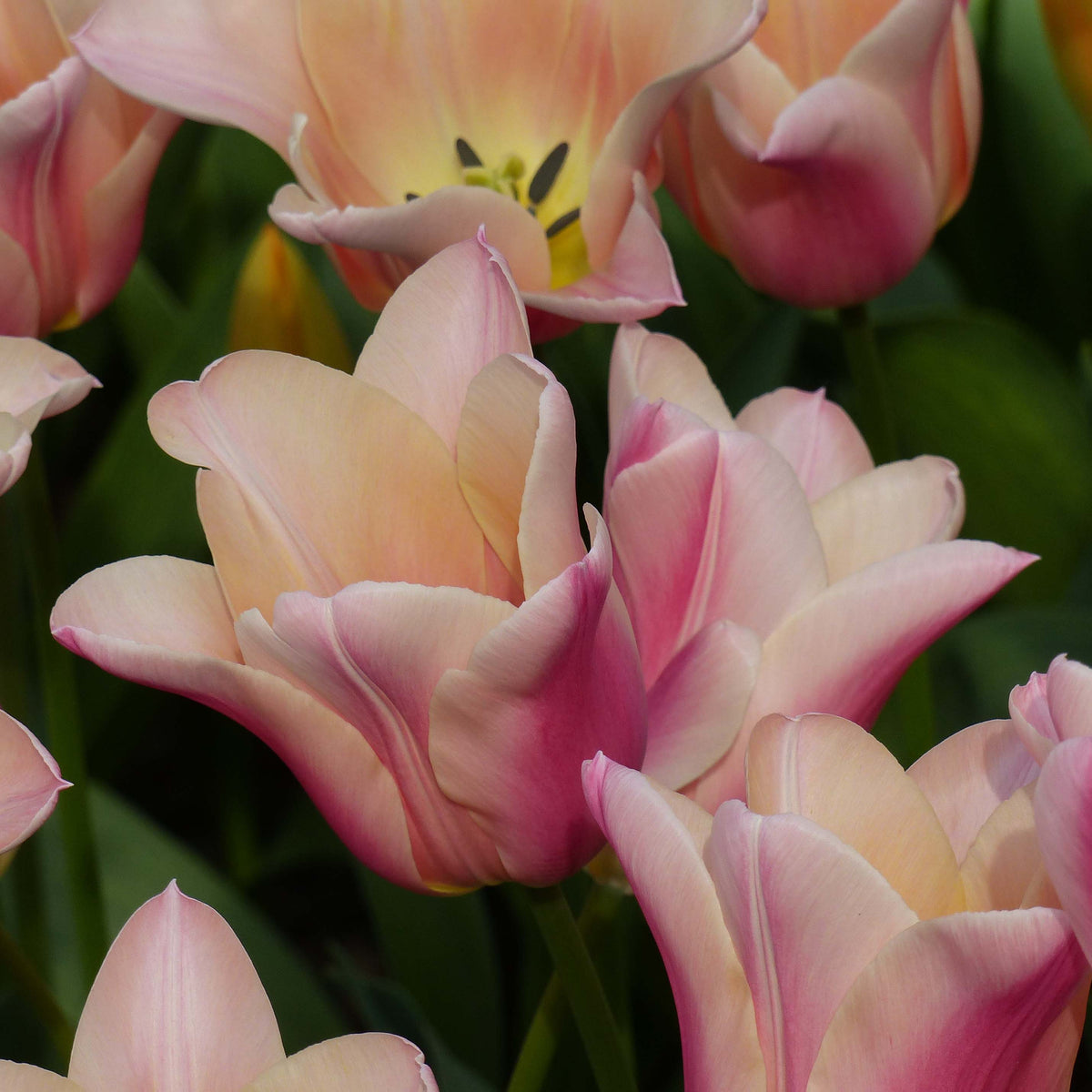 Tulipe - Sanne (Prévente)