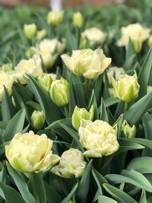 Tulipe - Avant Garde (Prévente)