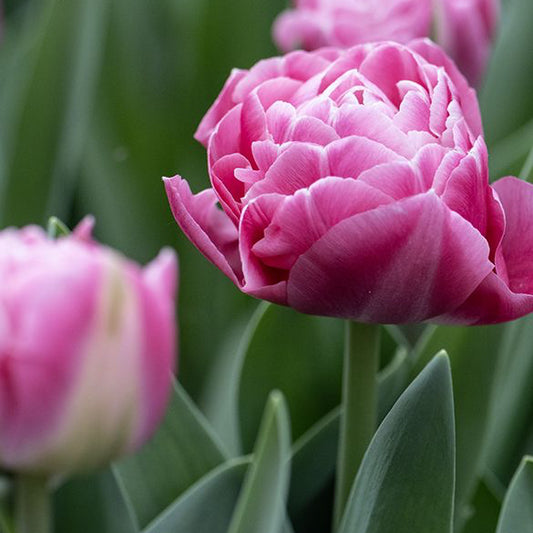 Tulipe - Voque (Prévente)