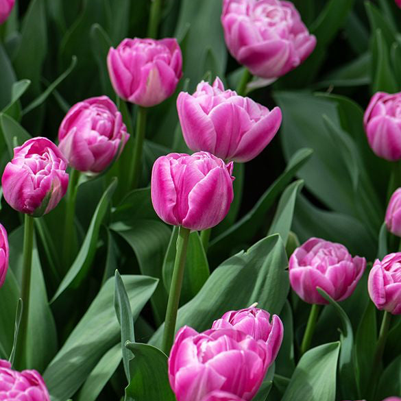 Tulipe - Voque (Prévente)