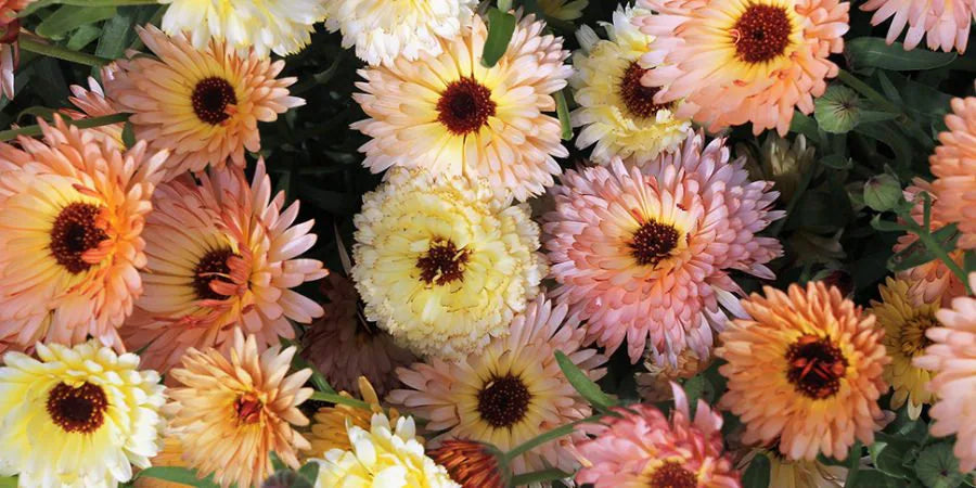 Calendule Cantaloup