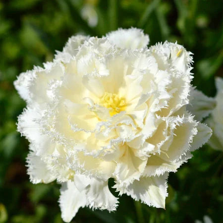 Tulipe - Snow Crystal (Prévente)