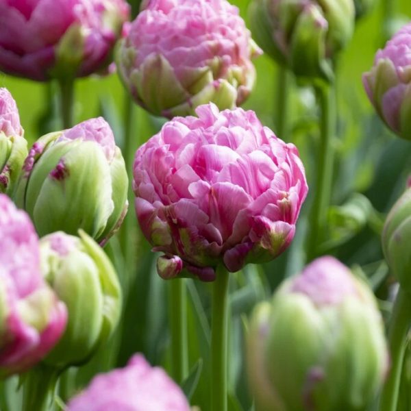 Tulipe - Strawberry Cream (Prévente)