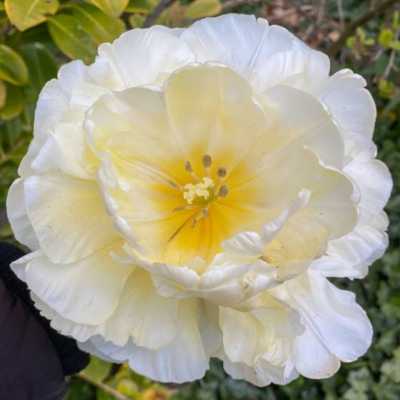 Tulipe - Avant Garde (Prévente)