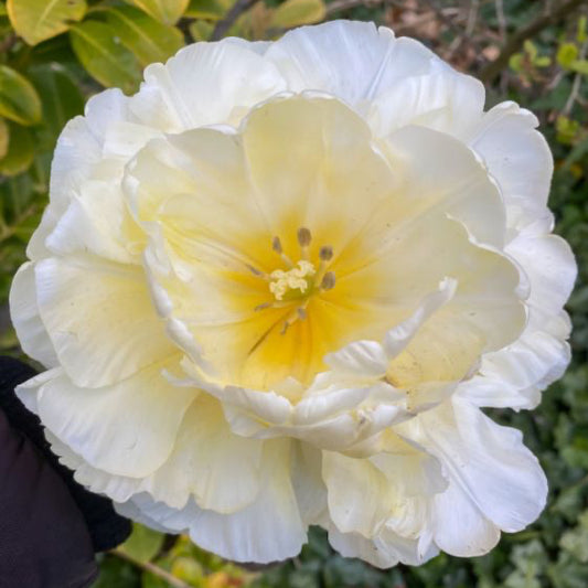 Tulipe - Avant Garde (Prévente)